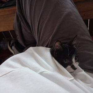 (越南女子别动队)免费
