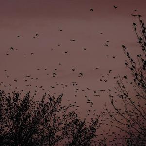 体育生张婉莹裸体在线
